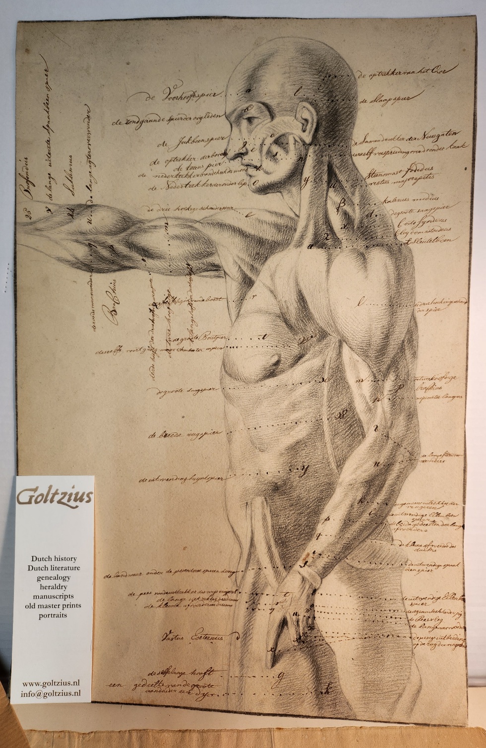 Anoniem Anatomical drawing. 19th century. 47 x 31,5 cm.