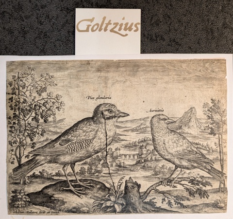 Collaert, Adriaen (c.1560-1618)  Jay and Finch [Avium Vivae Icones; set]