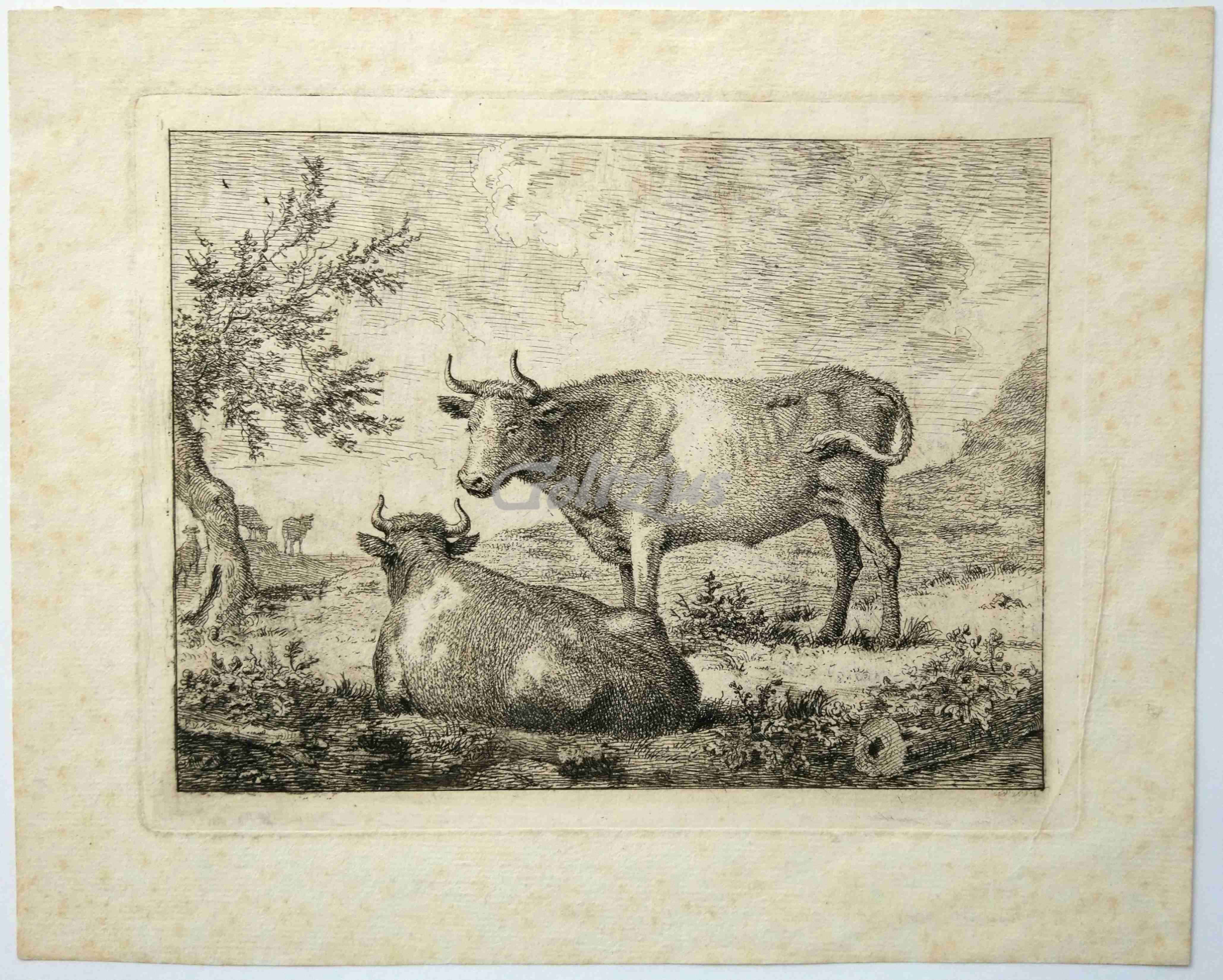 NIJMEGEN, GERARD VAN, Two cows in a field