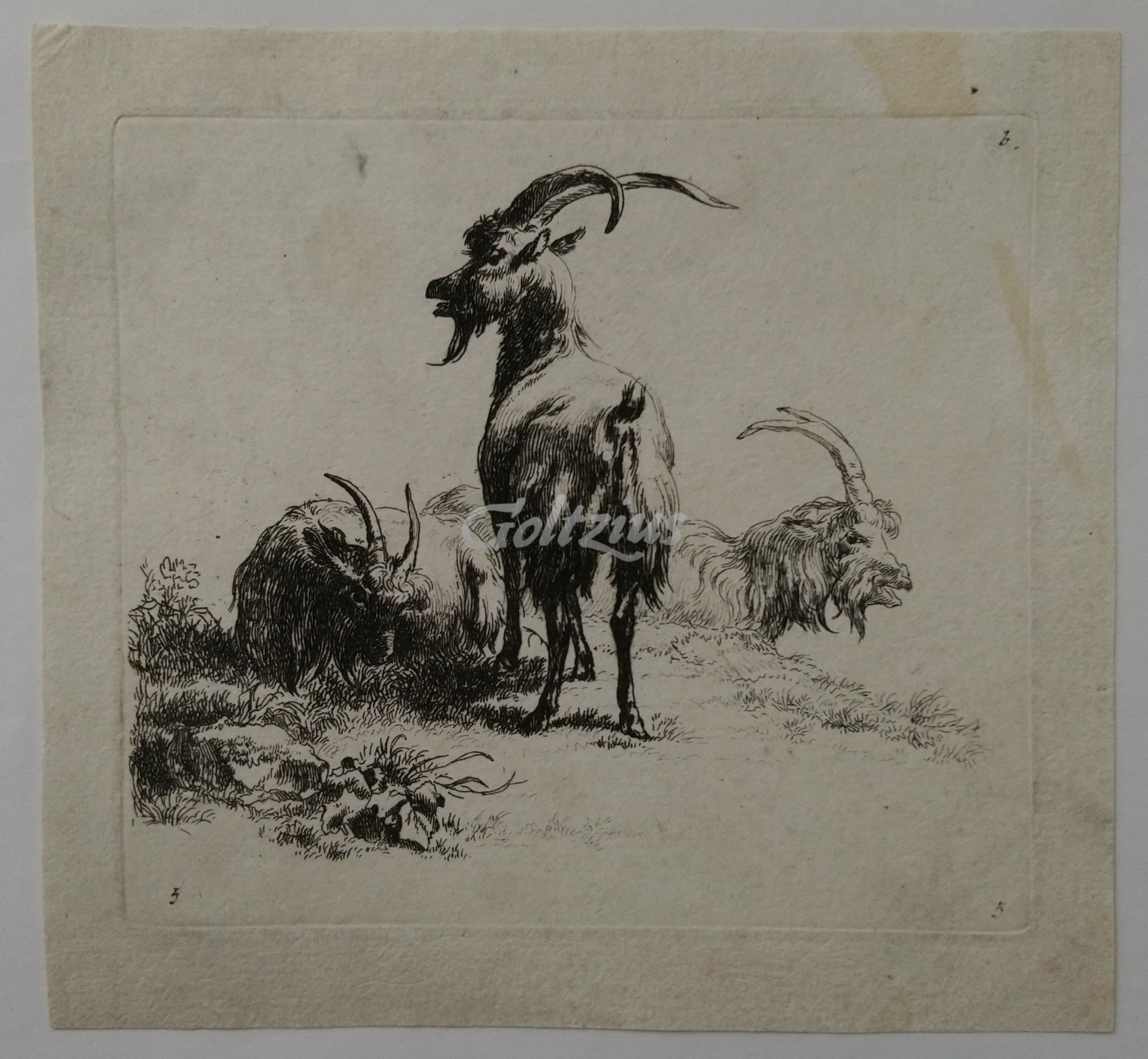BERCHEM, NICOLAES PIETERSZ., Three goats