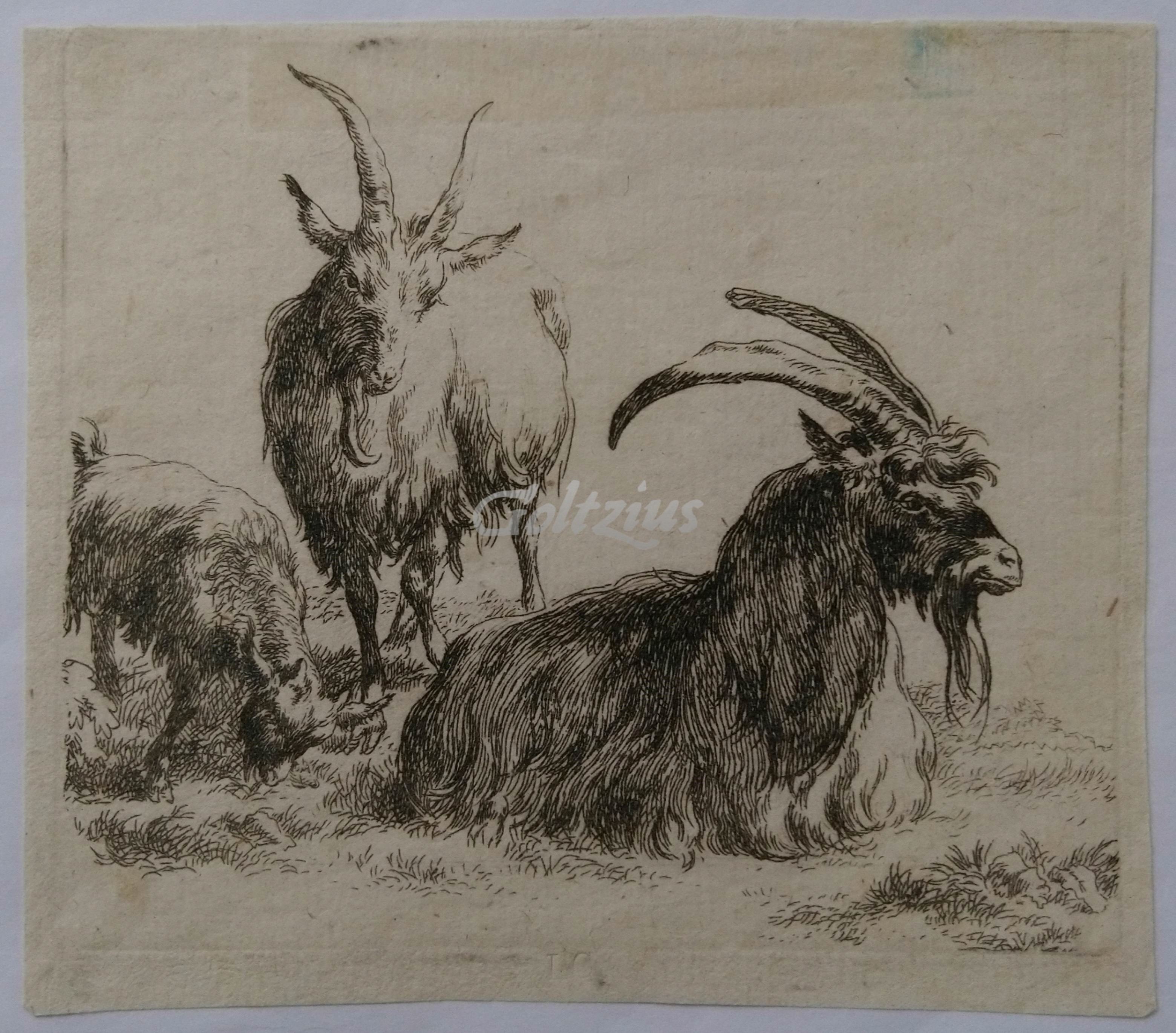 BERCHEM, NICOLAES PIETERSZ., Three goats